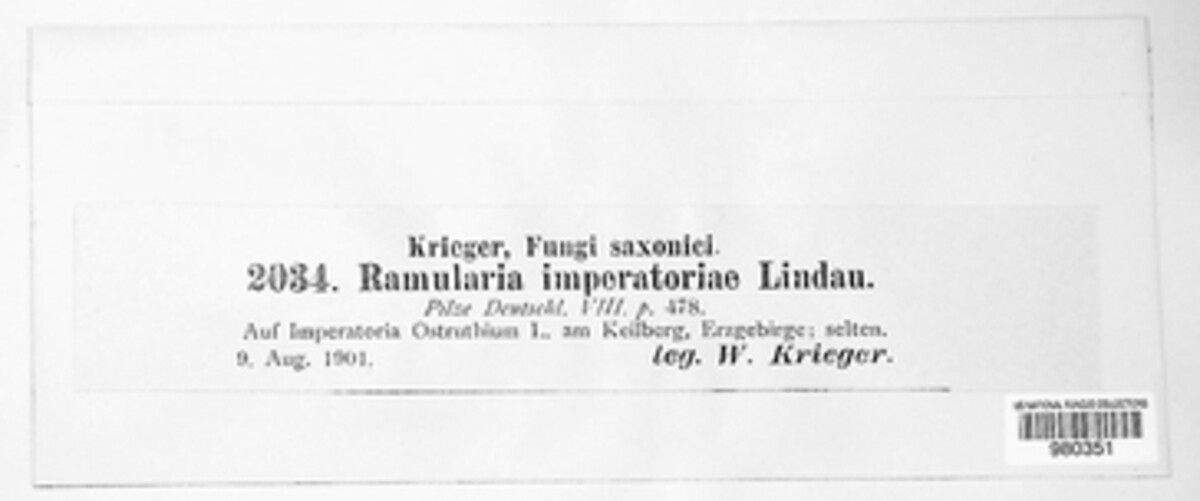 Ramularia imperatoriae image